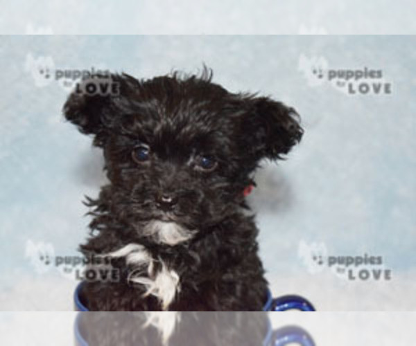 Medium Photo #19 Maltipoo Puppy For Sale in SANGER, TX, USA