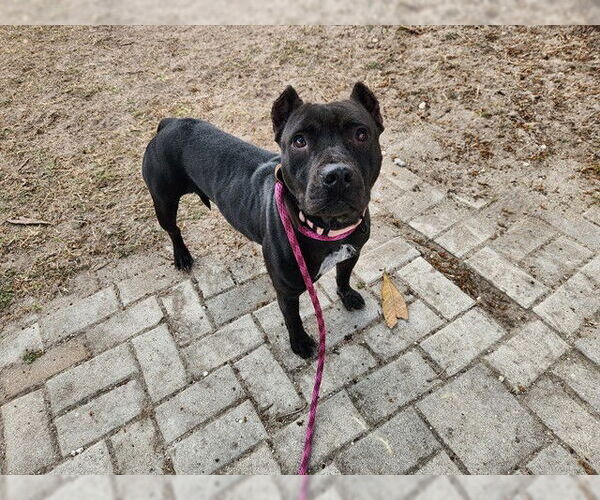 Medium Photo #2 American Pit Bull Terrier Puppy For Sale in Ocala, FL, USA