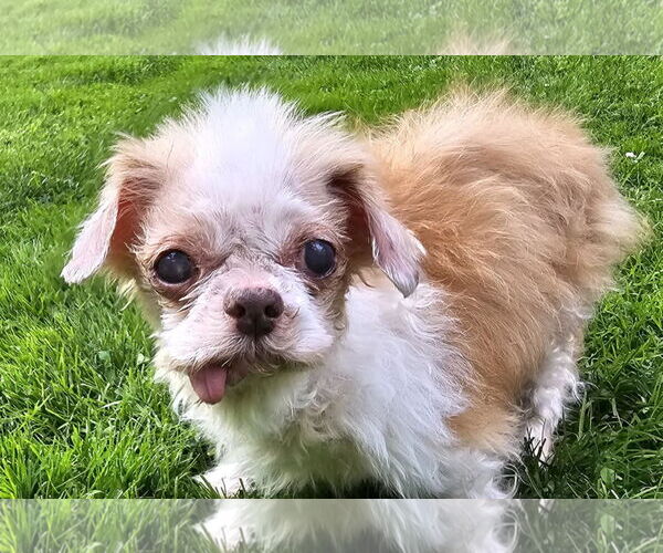 Medium Photo #4 Shih Tzu-Unknown Mix Puppy For Sale in Cuba, NY, USA