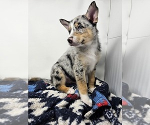 Pomsky Puppy for sale in KANSAS CITY, KS, USA
