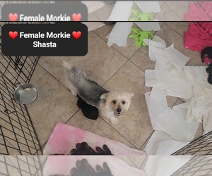 Mother of the Morkie puppies born on 04/08/2025