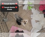 Small Photo #1 Morkie Puppy For Sale in TUCSON, AZ, USA