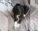 Puppy 3 Aussiedoodle