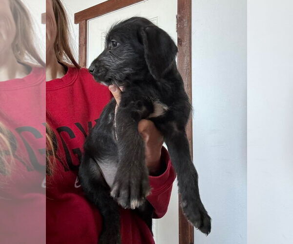 Medium Photo #2 Black Mouth Cur-Poodle (Standard) Mix Puppy For Sale in Grafton, WI, USA