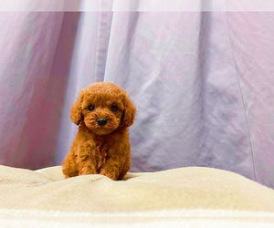 Poodle (Toy) Puppy for sale in ASTORIA, NY, USA