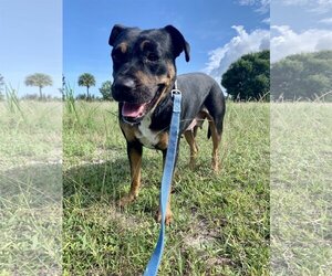 Sierra - Female Rottweiler-Unknown Mix Dog for Adoption - Photo #3