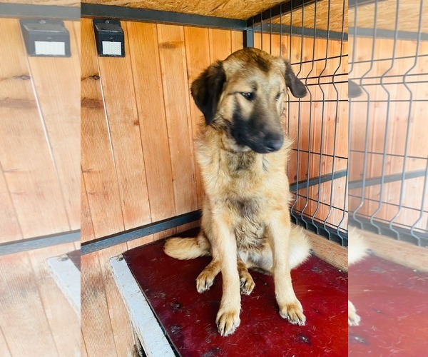 Medium Photo #7 Mutt Puppy For Sale in Rockaway, NJ, USA