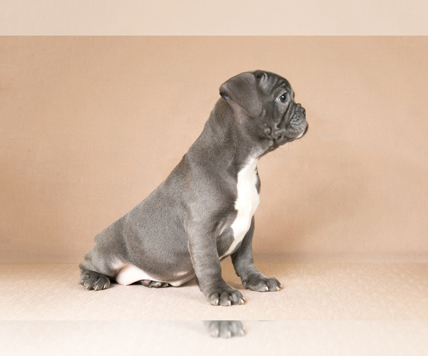 Medium Photo #5 French Bulldog Puppy For Sale in BITTER LAKE, WA, USA