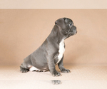 Small Photo #5 French Bulldog Puppy For Sale in BITTER LAKE, WA, USA