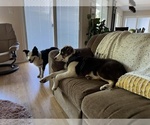 Small #26 Border-Aussie