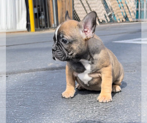 French Bulldog Puppy for sale in OXNARD, CA, USA