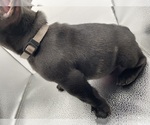 Small Photo #17 French Bulldog Puppy For Sale in CLEARWATER, FL, USA