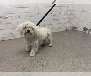Poodle (Miniature) Dogs for adoption in San Bernardino, CA, USA