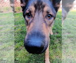 Small #4 German Shepherd Dog