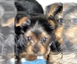 Small #2 Yorkshire Terrier