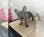Puppy 8 French Bulldog