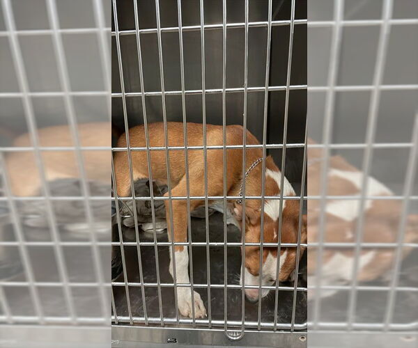 Medium Photo #1 American Pit Bull Terrier-Unknown Mix Puppy For Sale in Waco, TX, USA