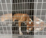 Small American Pit Bull Terrier Mix