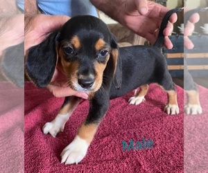 Beagle Puppy for sale in BOWLING GREEN, KY, USA