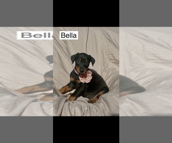 Medium Photo #1 Doberman Pinscher Puppy For Sale in POMEROY, OH, USA
