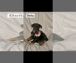 Doberman Pinscher Puppy for sale in POMEROY, OH, USA