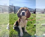 Small Photo #1 Beagle Puppy For Sale in COEUR D ALENE, ID, USA