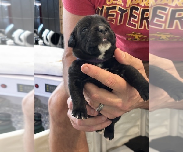 Medium Photo #57 Cane Corso Puppy For Sale in REEVESVILLE, SC, USA