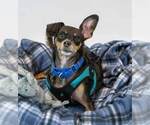 Small #1 Chihuahua Mix