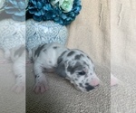 Small Photo #9 Great Dane Puppy For Sale in DIGHTON, MA, USA