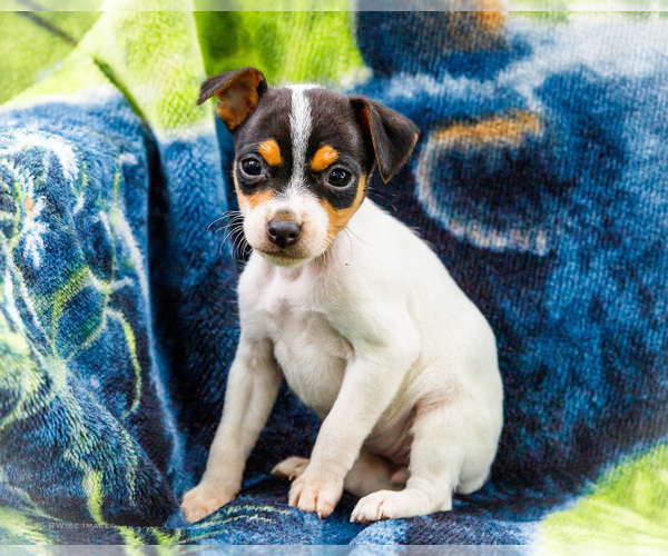 Medium Photo #5 Fox Terrier (Smooth)-Fox Terrier (Toy) Mix Puppy For Sale in WAKARUSA, IN, USA