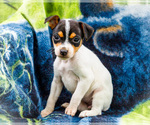 Small #4 Fox Terrier (Smooth)-Fox Terrier (Toy) Mix