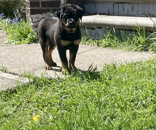 Medium Photo #2 Rottweiler Puppy For Sale in LORAIN, OH, USA