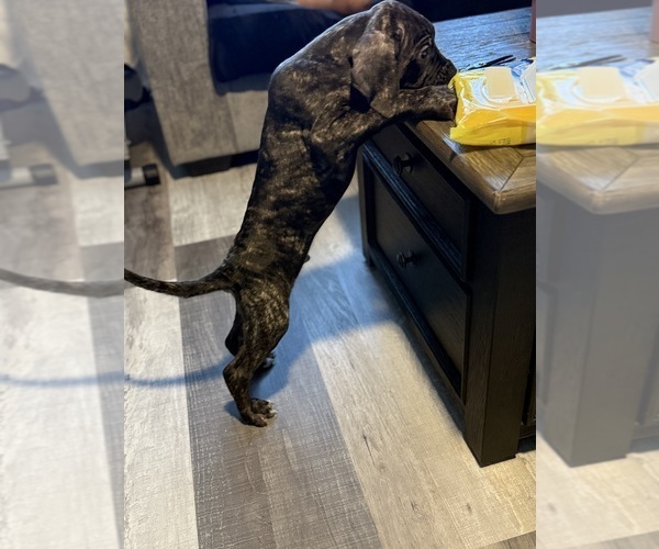 Medium Photo #5 Cane Corso Puppy For Sale in COMPTON, CA, USA