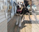 Small #4 German Shepherd Dog