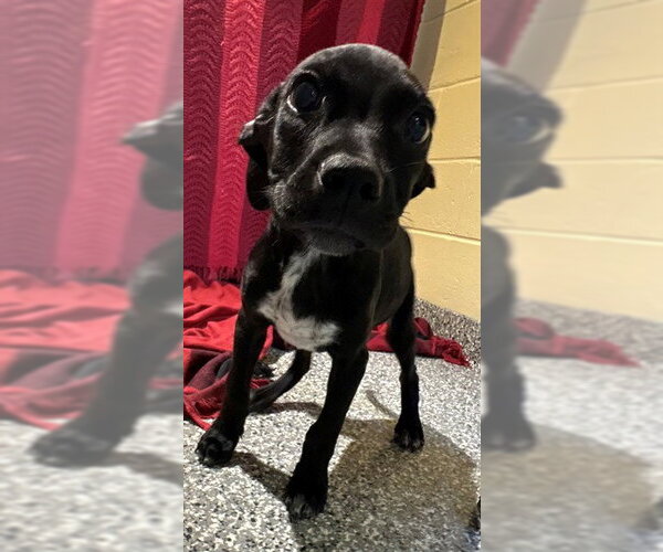 Medium Photo #1 Labrador Retriever-Unknown Mix Puppy For Sale in Brewster, MA, USA
