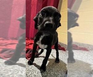 Labrador Retriever-Unknown Mix Dogs for adoption in Brewster, MA, USA