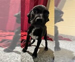 Small Labrador Retriever Mix
