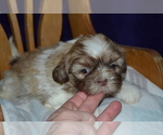 Small #2 Shih Tzu