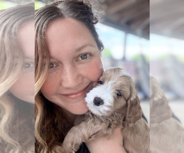 Medium Photo #1 Goldendoodle (Miniature) Puppy For Sale in LOUISVILLE, KY, USA
