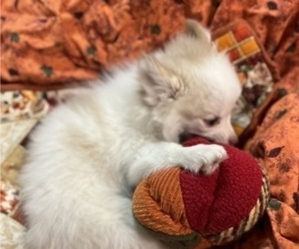 Medium Photo #18 Pomsky Puppy For Sale in GOLDEN VALLEY, AZ, USA