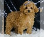 Small Photo #28 Poodle (Toy) Puppy For Sale in WARSAW, IN, USA