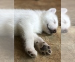 Small Photo #7 Wolf Hybrid Puppy For Sale in FILLMORE, LA, USA