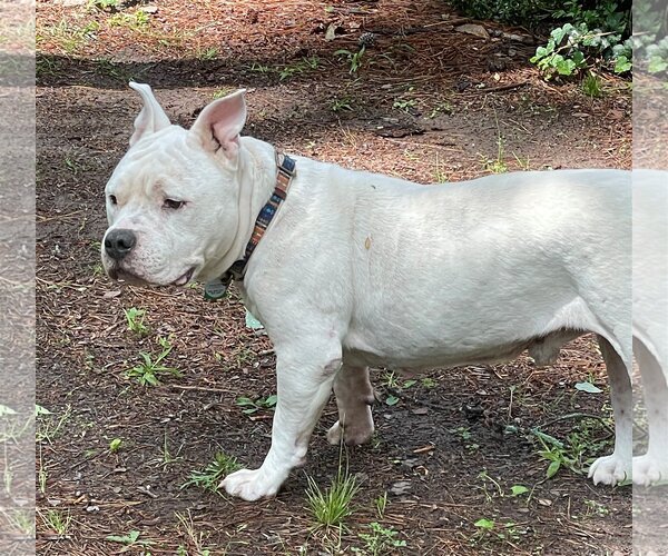 Medium Photo #8 American Bulldog Puppy For Sale in Columbia, SC, USA