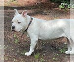 Small #7 American Bulldog