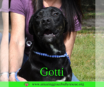 Small #10 Rottweiler-American Pit Bull Terrier