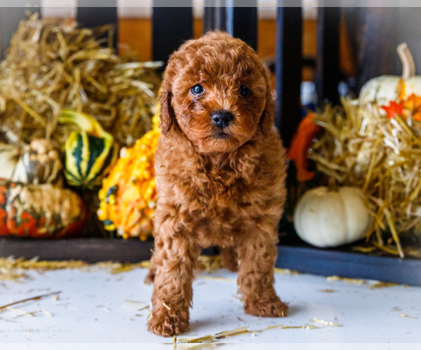 Medium Photo #51 Goldendoodle-Poodle (Miniature) Mix Puppy For Sale in WAKARUSA, IN, USA