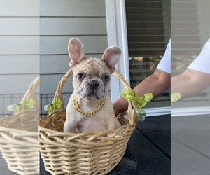 French Bulldog Puppy for sale in VALLEJO, CA, USA