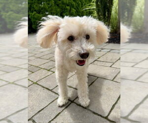 Maltipoo (Miniature) Dogs for adoption in Oakhurst, NJ, USA