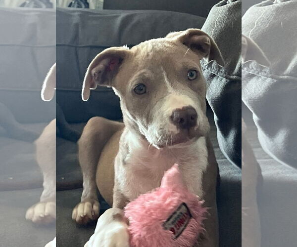 Medium Photo #5 American Pit Bull Terrier-Unknown Mix Puppy For Sale in Germantown, OH, USA