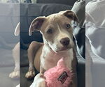 Small #4 American Pit Bull Terrier Mix